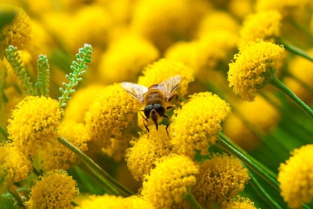 Santolina-Heiligenblume zur Gewinnung von Heiligenblumewasser bio (Santolina Hydrolat)