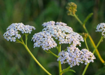 Schafgarbenöl blau bio (Achillea Millefolium) - von ESSENCE - PUR | naturrein & hochwertig