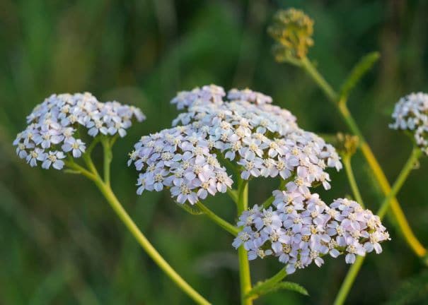 wilde Schafgarbe zur Gewinnung von Schafgarbenöl blau bio- Achillea Millefolium bio