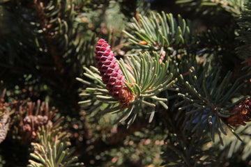 Schwarzfichten Öl - Black Spruce bio (Picea mariana) - von ESSENCE - PUR | naturrein & hochwertig