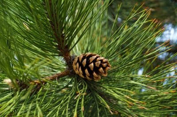 Schwarzkiefer Öl - Pinus nigra (wild) - aus Albanien - von ESSENCE - PUR | naturrein & hochwertig