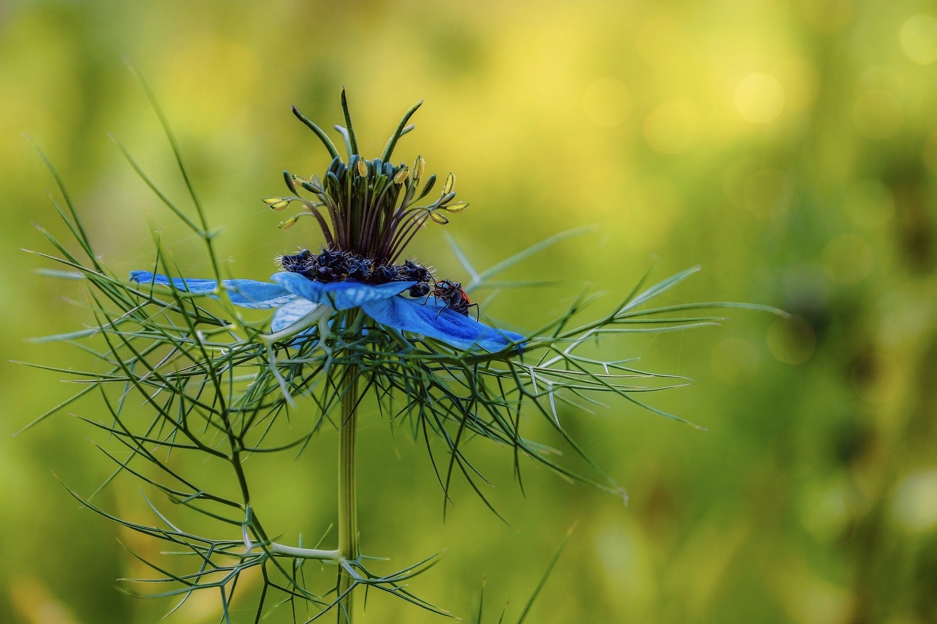 Nigella sativa zur Gewinnung von Schwarzkümmel (ätherisches Öl)