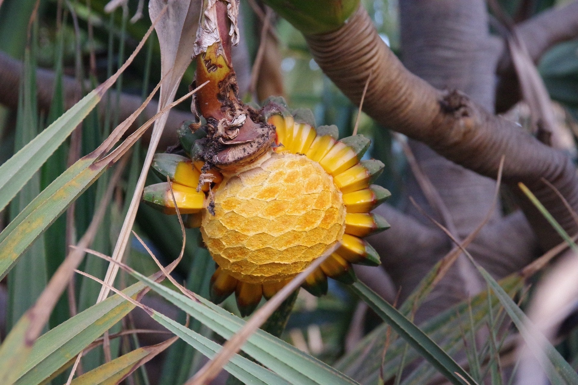 Screwpine-Pandanus zur Herstellung von Kewra 5% (Bio-Alkoholverdünnung) Kewraöl