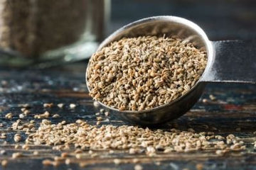 Selleriesamen Öl – ätherisches Öl aus Frankreich - von ESSENCE - PUR | naturrein & hochwertig