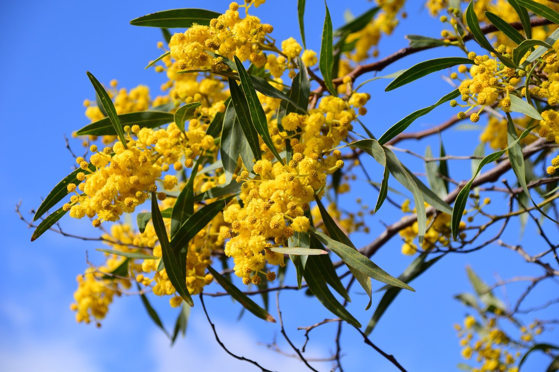 blühende Silberakazie (falsche Mimose) zur Herstellung von Mimose Absolue 40% Verdünnung mit Bio-Alkohol