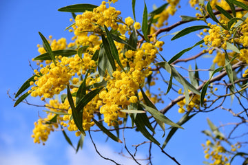 Mimose Absolue 40% (Bio - Alkoholverdünnung) - von ESSENCE - PUR | naturrein & hochwertig
