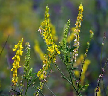 Steinklee Absolue 100% (Melilotus officinalis) - von ESSENCE - PUR | naturrein & hochwertig