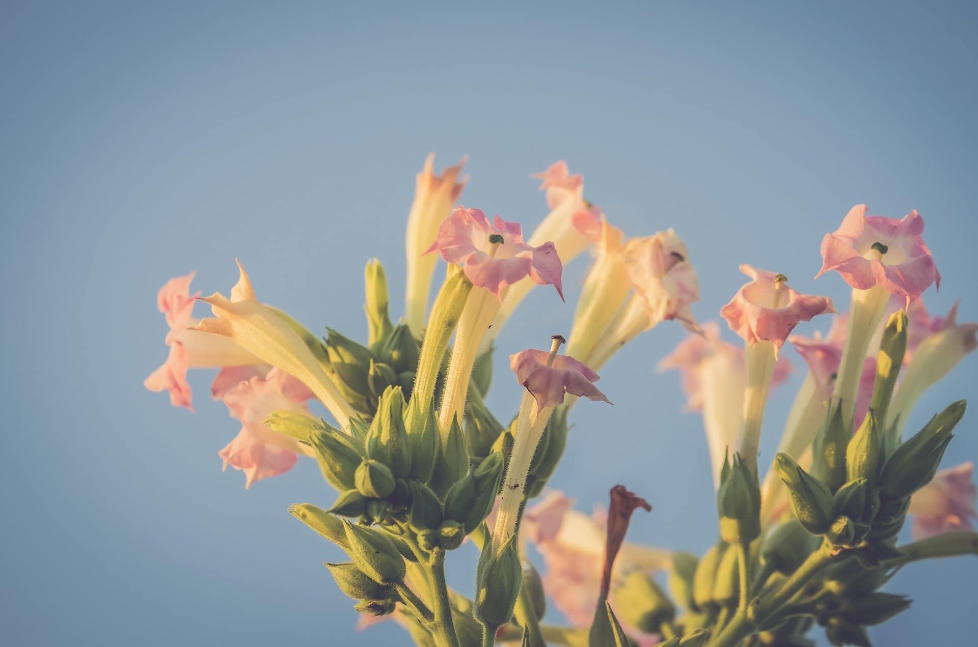 Tabakblume-blühend zur Herstellung von Tabak absolue 20% (Bio-Alkoholverdünnung)