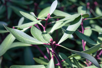 Tasmanischer Pfeffer Absolue 100% (Tasmania lanceolata) - von ESSENCE - PUR | naturrein & hochwertig