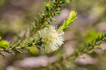 Teebaumöl bio (ätherisches Öl) aus Südafrika - von ESSENCE - PUR | naturrein & hochwertig