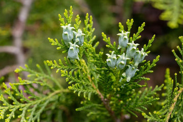 Thujaöl (Thuja orientalis) ätherisches Öl - von ESSENCE - PUR | naturrein & hochwertig