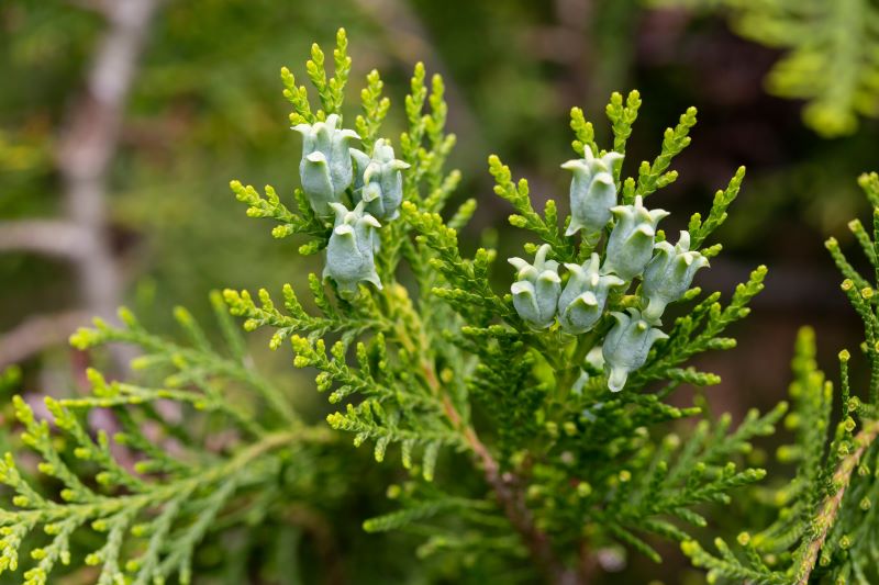 Zweig mit Blüte von Thuja orientalis zur Gewinnung von Thujaöl (Thuja orientalis) ätherisches Öl