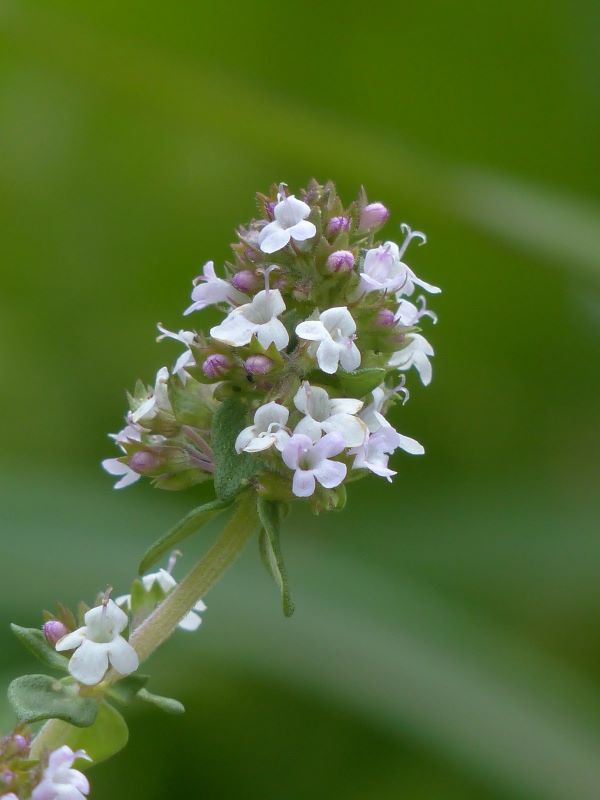 Thymian echter zur Herstellung von Thymian thujanol-4 bio (ätherisches Öl)