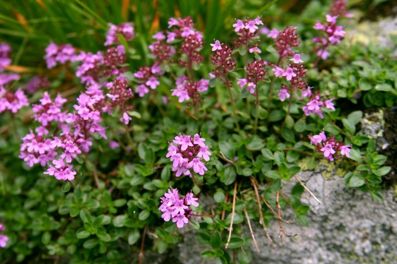 Blüten des Thymian hyemaelis zur Gewinnung von Thymianöl hyemaelis bio (ätherisches Öl)