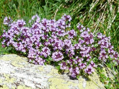 Wilder Thymian zur Gewinnung von Thymianöl wild - Quendelöl (Feldthymian)