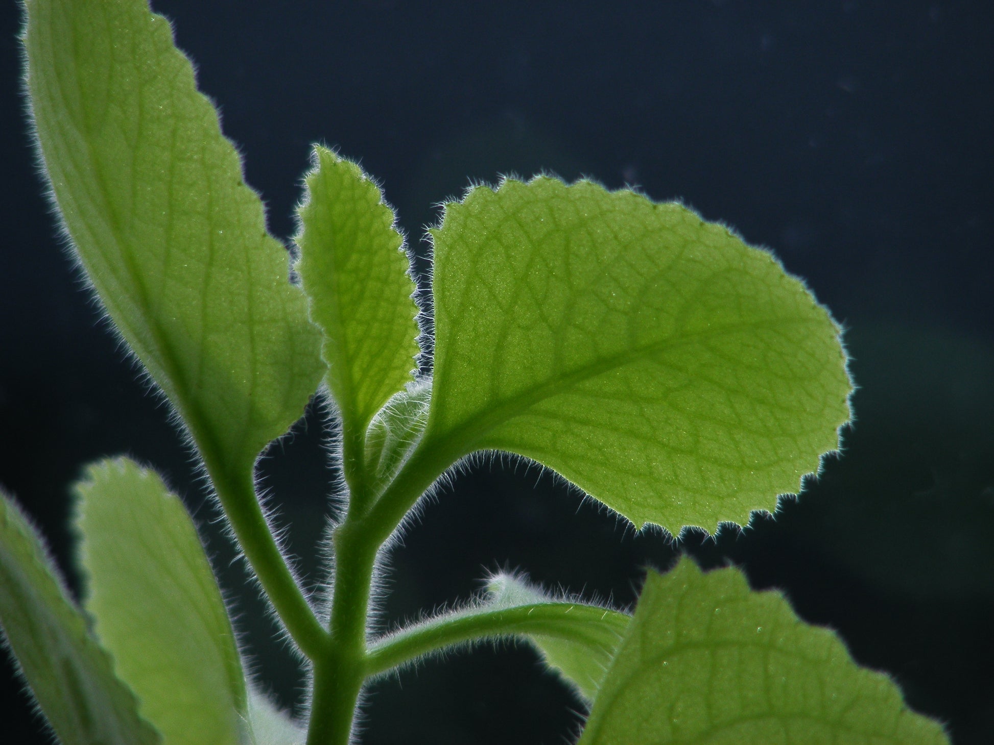 roter Thymian, spanish thyme zur Gewinnung von Thymianöl bio ct. thymol (Thymus zygis)