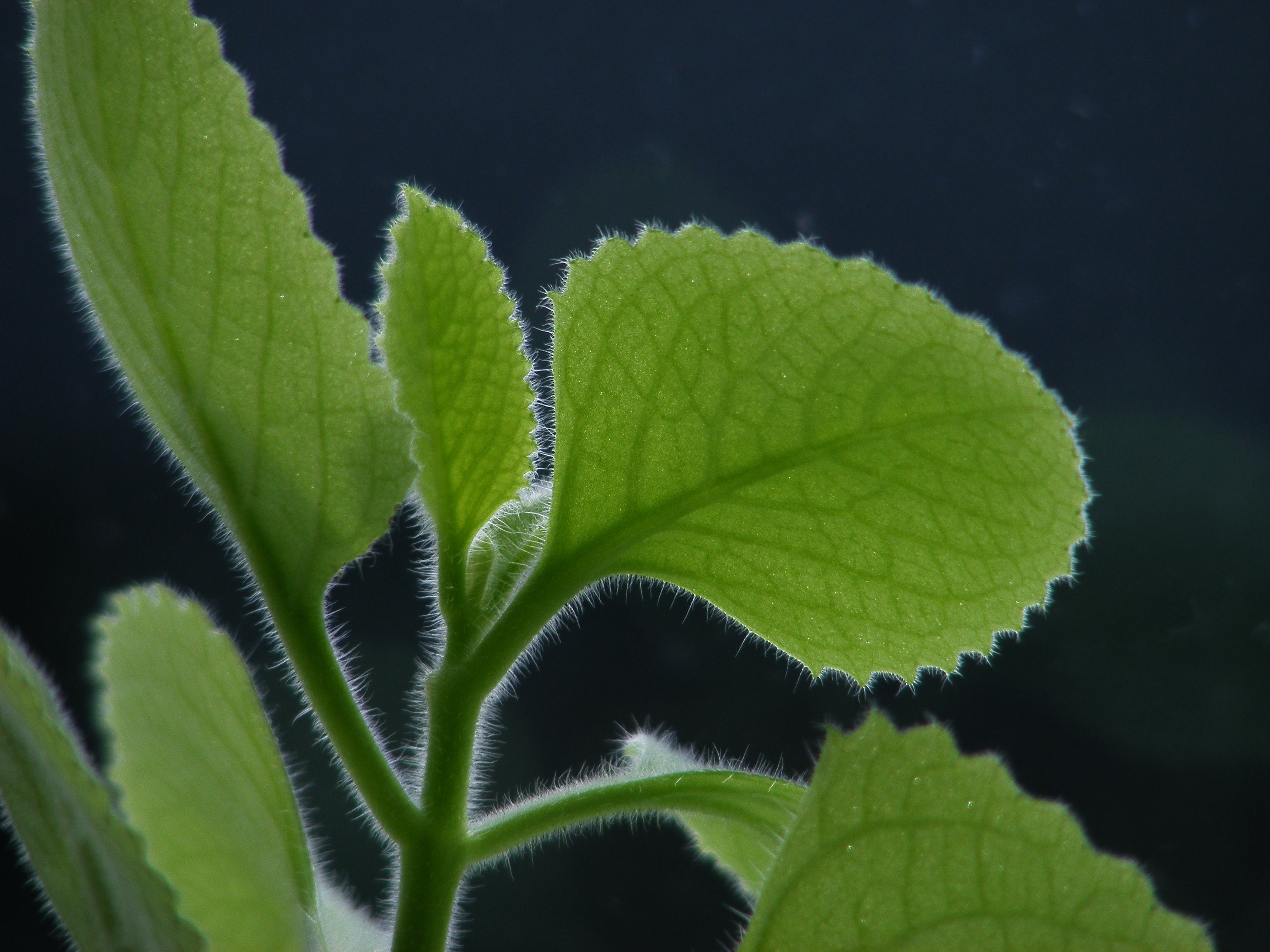 roter Thymian, spanish thyme zur Gewinnung von Thymianöl bio ct. thymol (Thymus zygis)