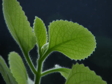 Thymian Öl bio ct. Thymol - (Thymus zygis) aus Spanien - von ESSENCE - PUR | naturrein & hochwertig