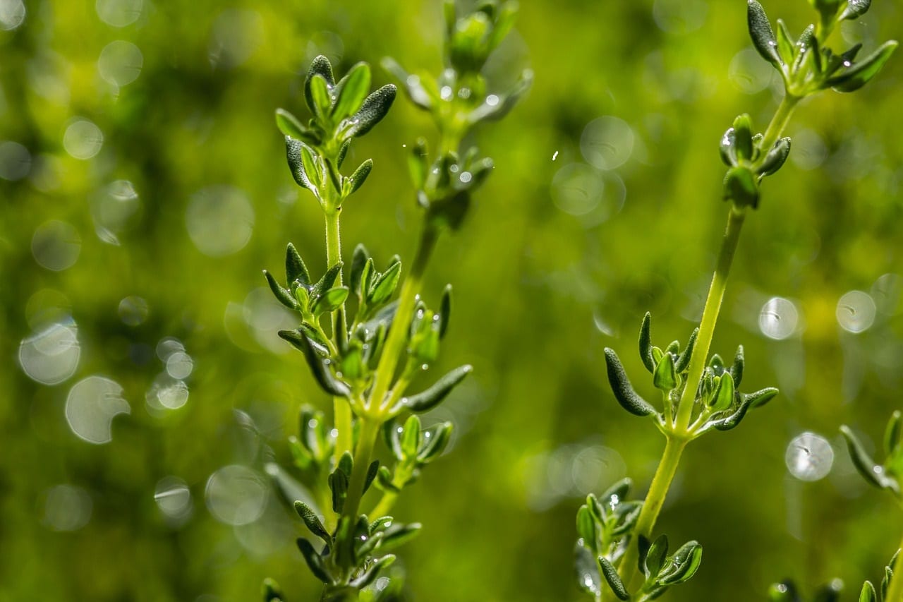 Thymian zur Gewinnung von Thymianöl geraniol bio