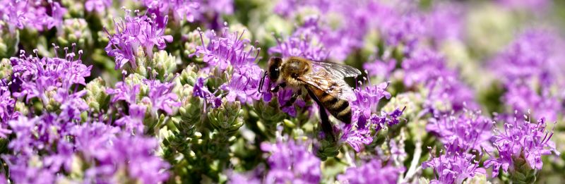 Thymianfeld - pure Natur zur Gewinnung von Thymianöl bio ct. Thymol (Thymus vulgaris)