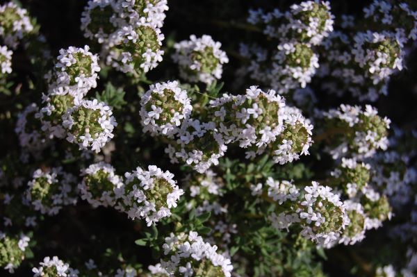 Thymus satureioides zur Gewinnung von Thymianöl borneol bio (Thymus satureioides)