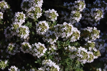 Thymian Öl borneol bio – (Thymus satureioides) aus Marokko - von ESSENCE - PUR | naturrein & hochwertig