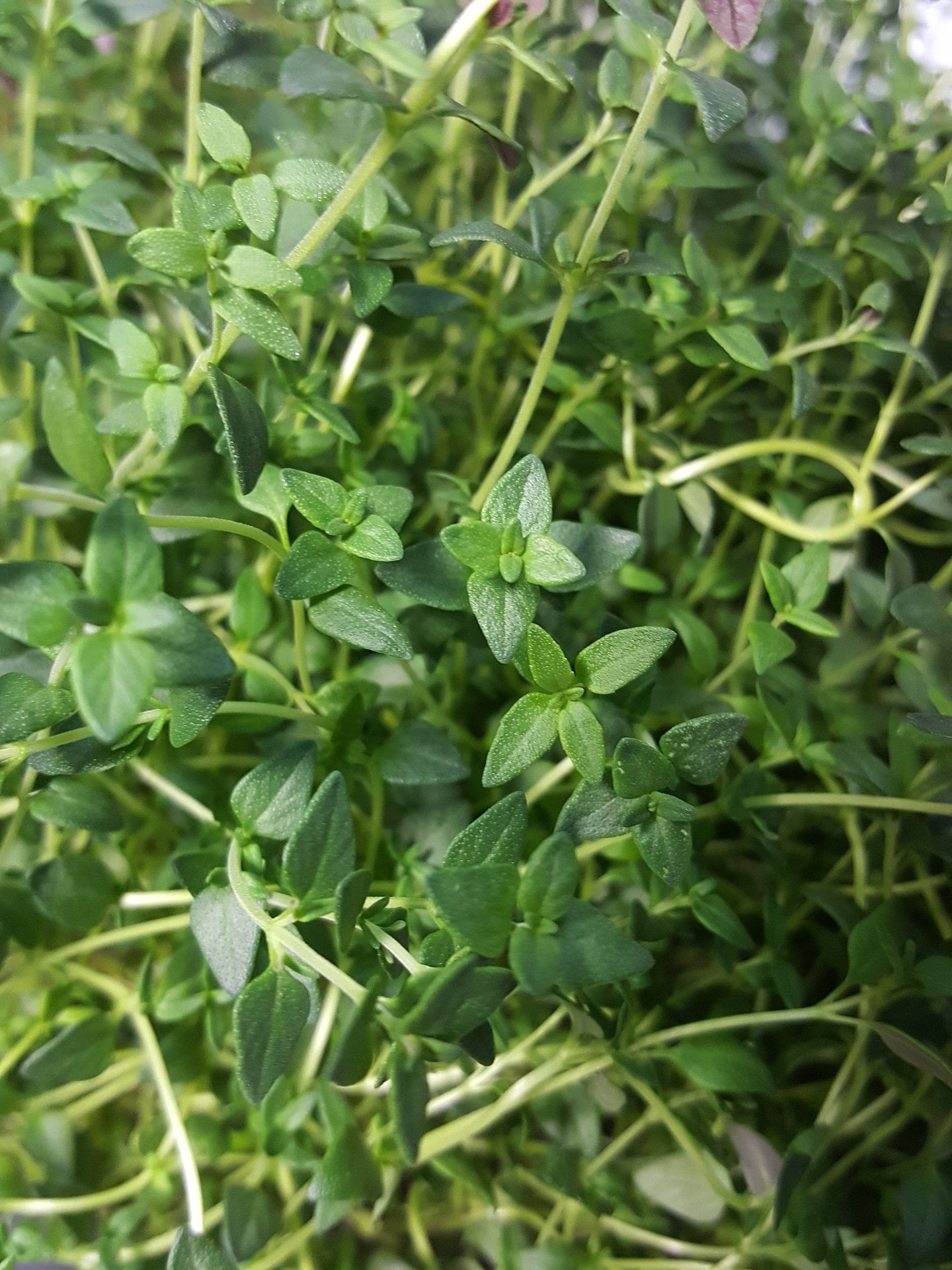 Thymian mastichina zur Herstellung von Thymianöl mastichina bio (Waldmajoran bio)