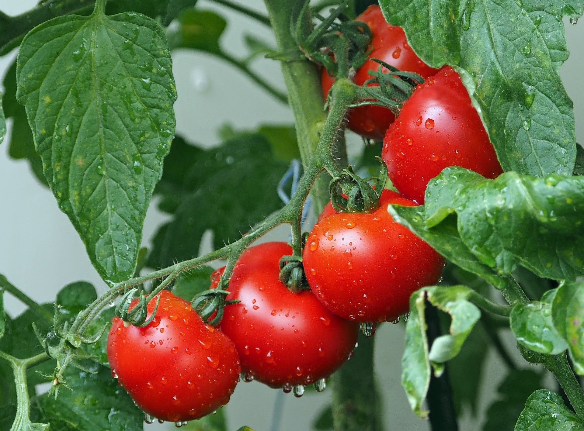Tomaten mit Blättern an Reben zur Gewinnung von Tomatenblatt absolue 50% (Bio-Alkoholverdünnung)