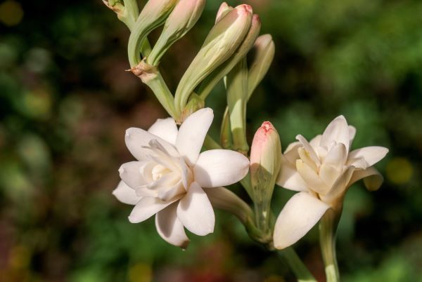 Tuberose (Polianthes Tuberosa) - Nachthyazinthe zur Gewinnung von Tuberose absolue 10% in Bio Bio-Alkoholverdünnung