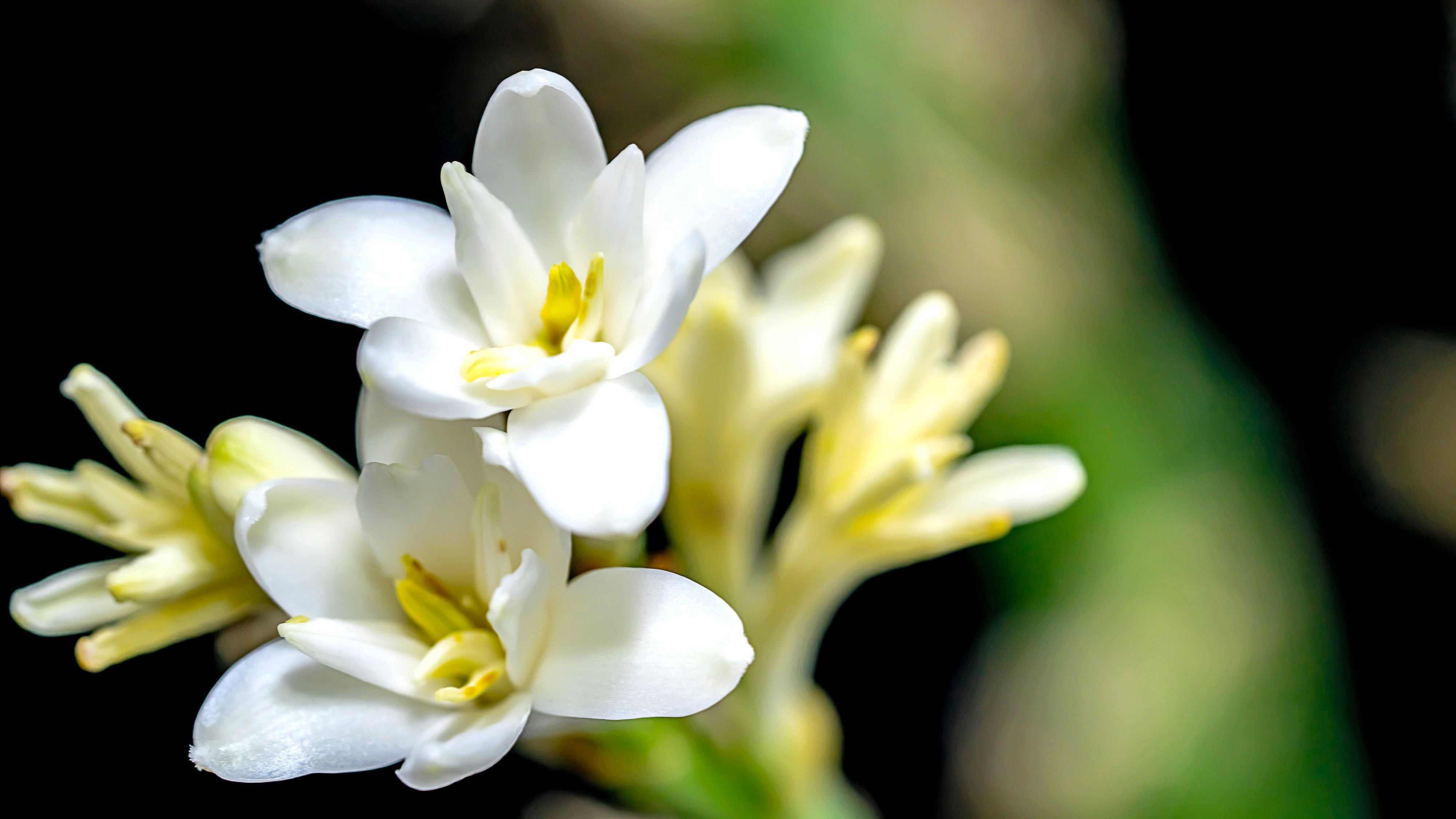 Nahaufnahme einer blühenden Tuberose (Polianthes tuberosa) – strahlend weiße, duftende Blüten vor dunklem Hintergrund, Symbol für sinnliche Eleganz und florale Intensität.