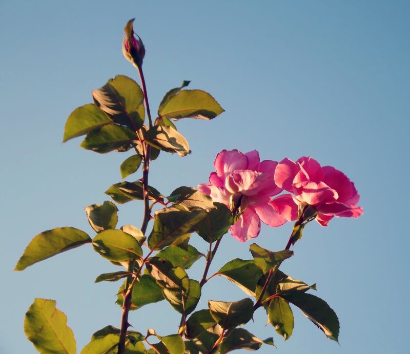 Damascener Rose zur Gewinnung von Rosenöl bio aus der Türkei.