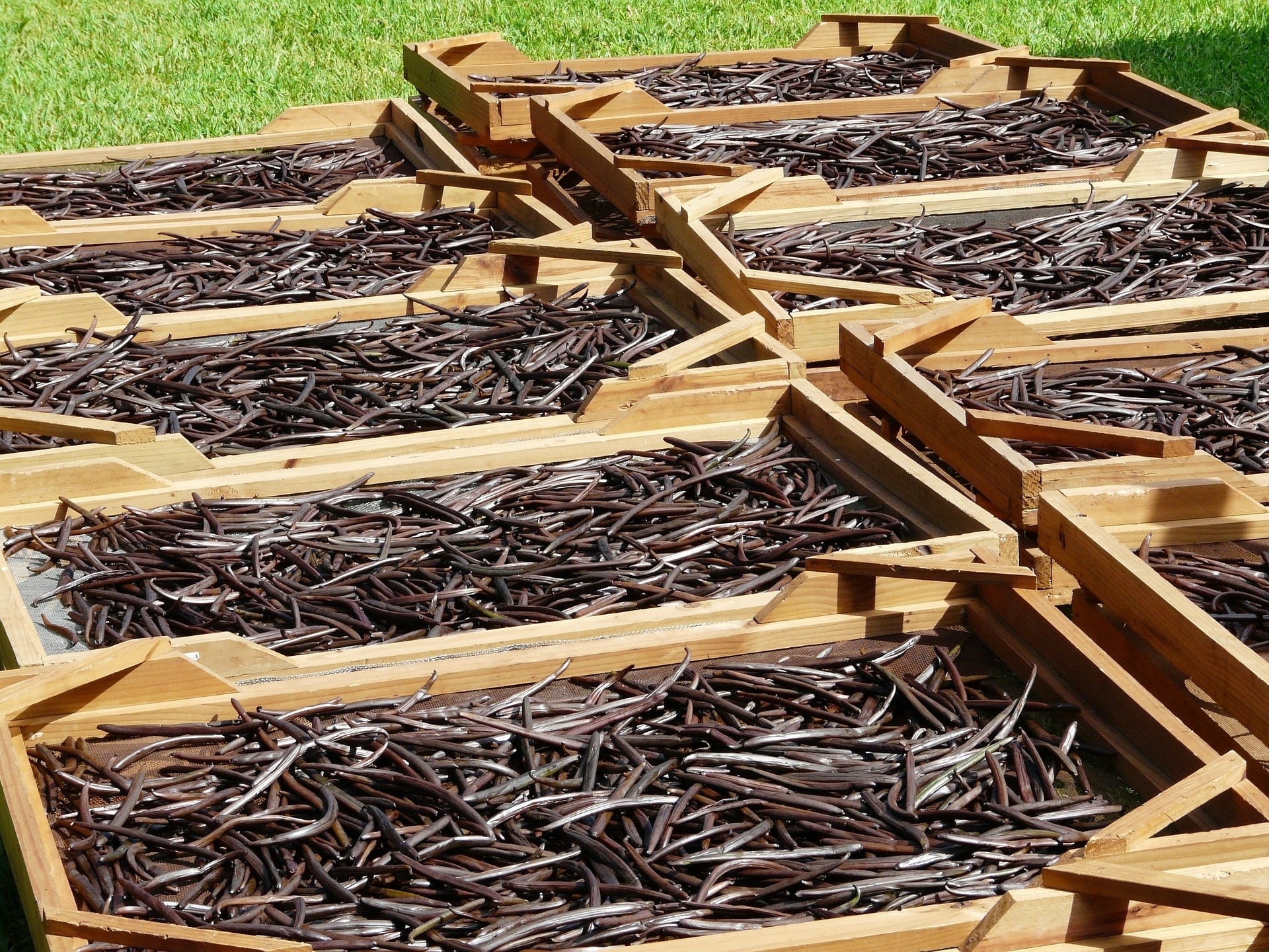 Vanilleschoten zur Herstellung von Vanille Bourbon Oleoresin bio 35% (Bio-Alkoholverdünnung)