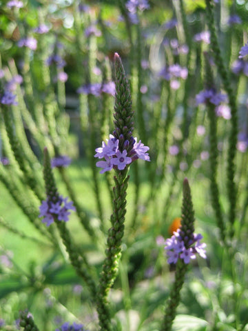 Zitronenverbene Öl bio (Eisenkrautöl) - von ESSENCE - PUR | naturrein & hochwertig