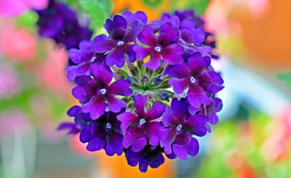 Nahaufnahme einer violettfarbenen Zitronenverbenenblüte (Lippia citriodora) in voller Blüte