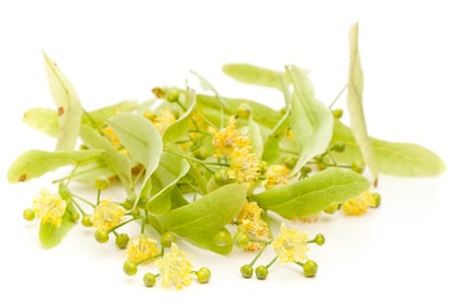 Frische Lindenblüten – natürliche Basis für unser Bio-Lindenblütenhydrolat aus Frankreich.