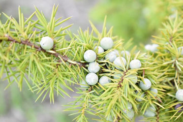 Wacholder Hydrolat bio (Wacholderwasser) - von ESSENCE - PUR | naturrein & hochwertig