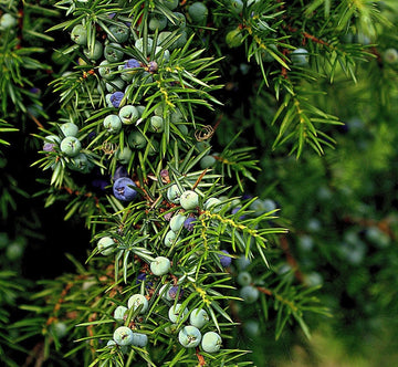 Wacholderzweige Öl bio (ätherisches Öl) - von ESSENCE - PUR | naturrein & hochwertig
