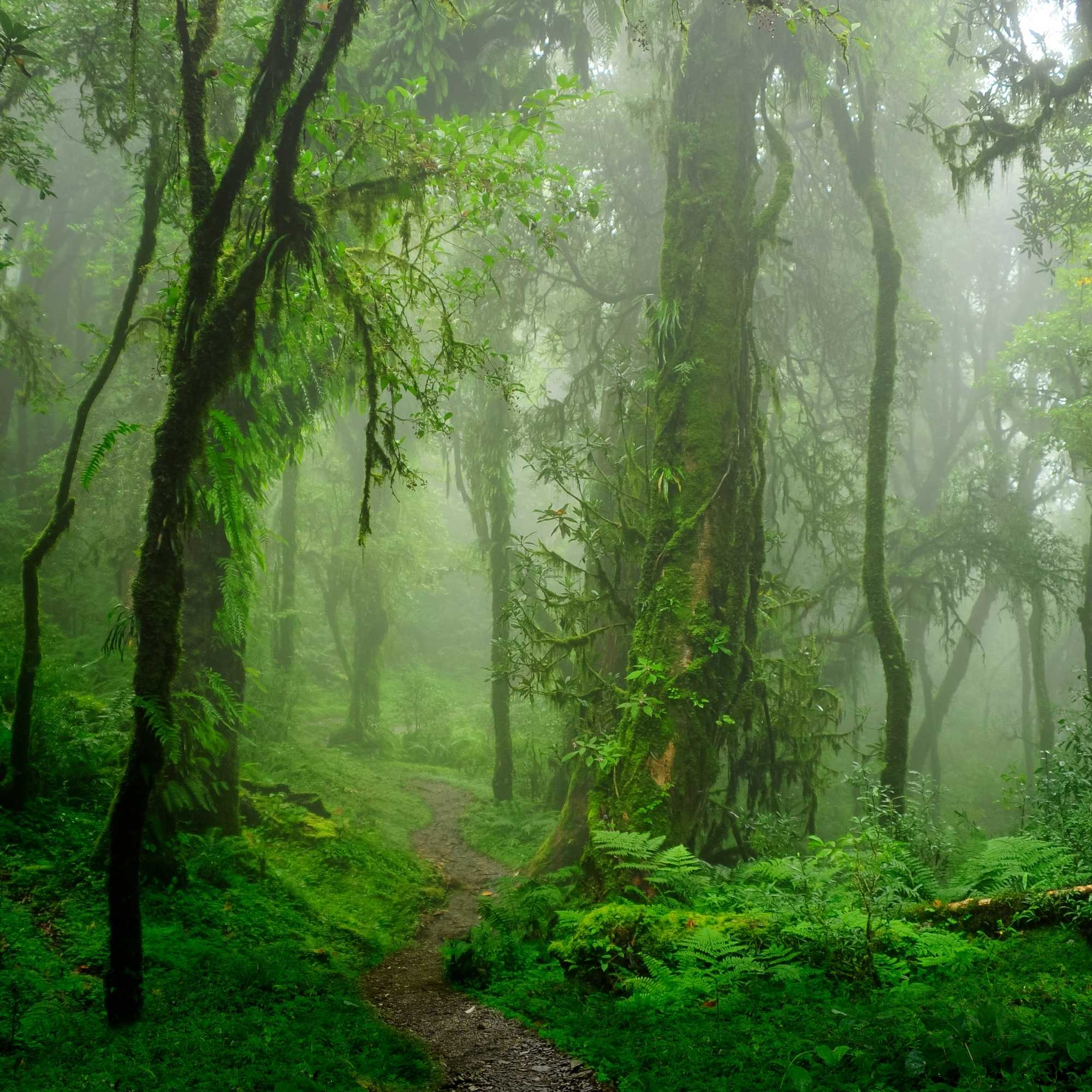 Mystischer, grüner Urwald im Morgendunst – ein verwunschener Pfad führt durch moosbedeckte Bäume und duftende Stille