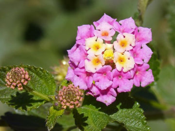 Wandelröschen Öl (Lantana camara) - von ESSENCE - PUR | naturrein & hochwertig