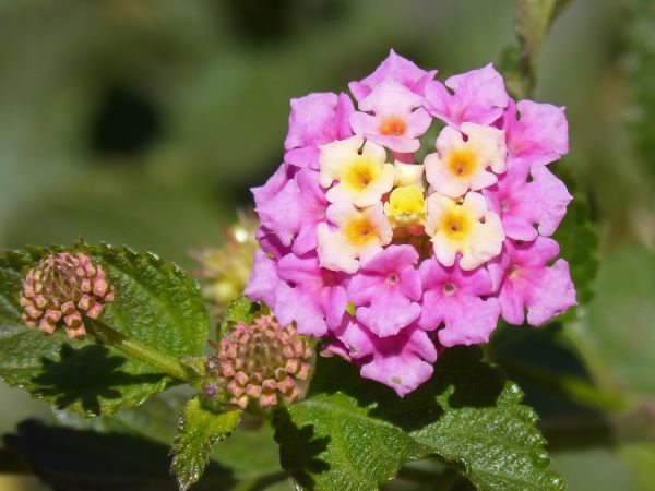 Wandelröschen Blüten zur Gewinnung von Lantana Pflanze in Madagaskar – für naturreines Wandelröschen Öl (Lantana) aus Wildsammlung.