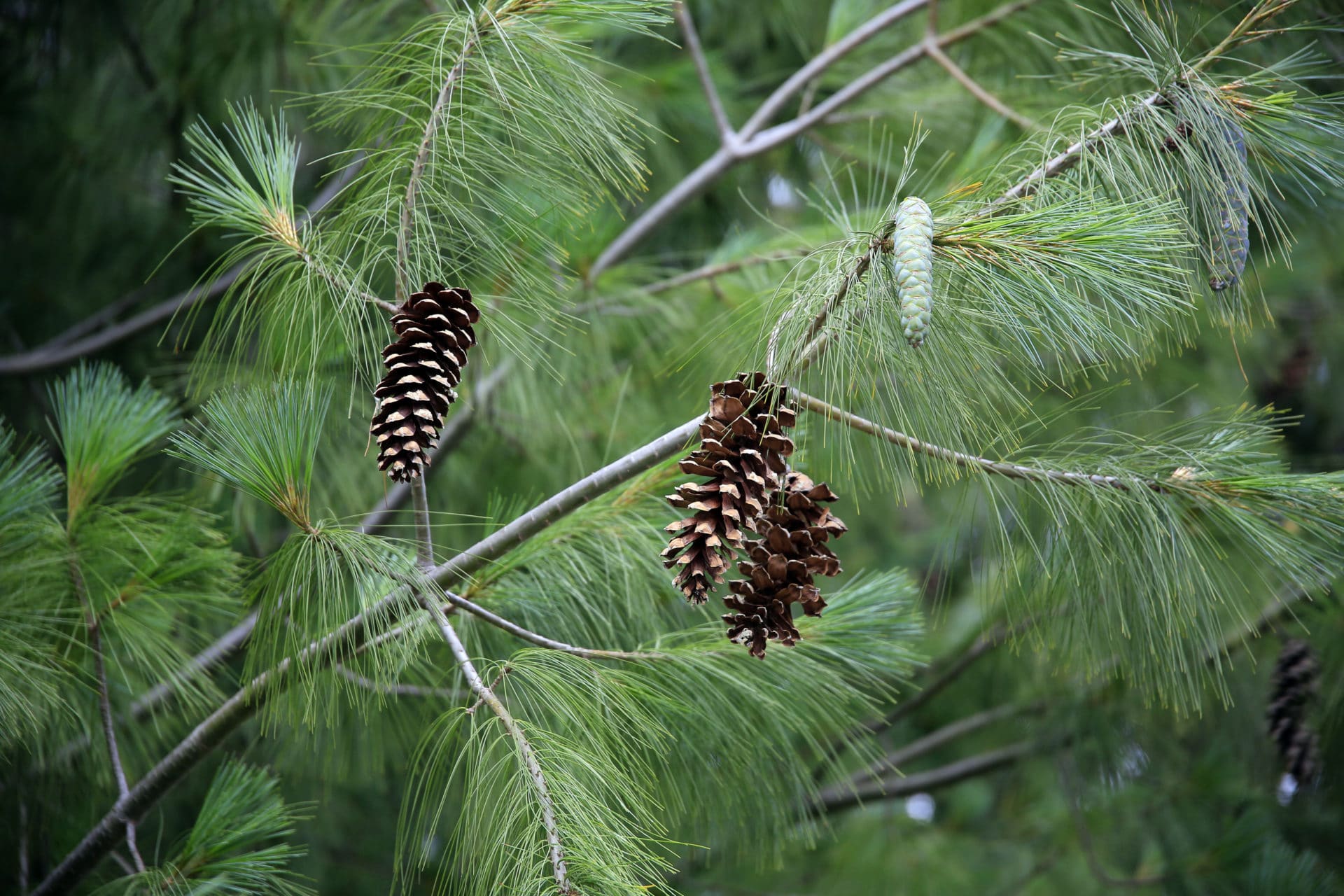 Nordamerikanische Weißkiefer (Pinus Strobus) zur Gewinnung von feinstem Weißkiefer Öl (ätherisches Öl) - Weymouth-Kiefer (Pinus strobus var. Weymouthiana)