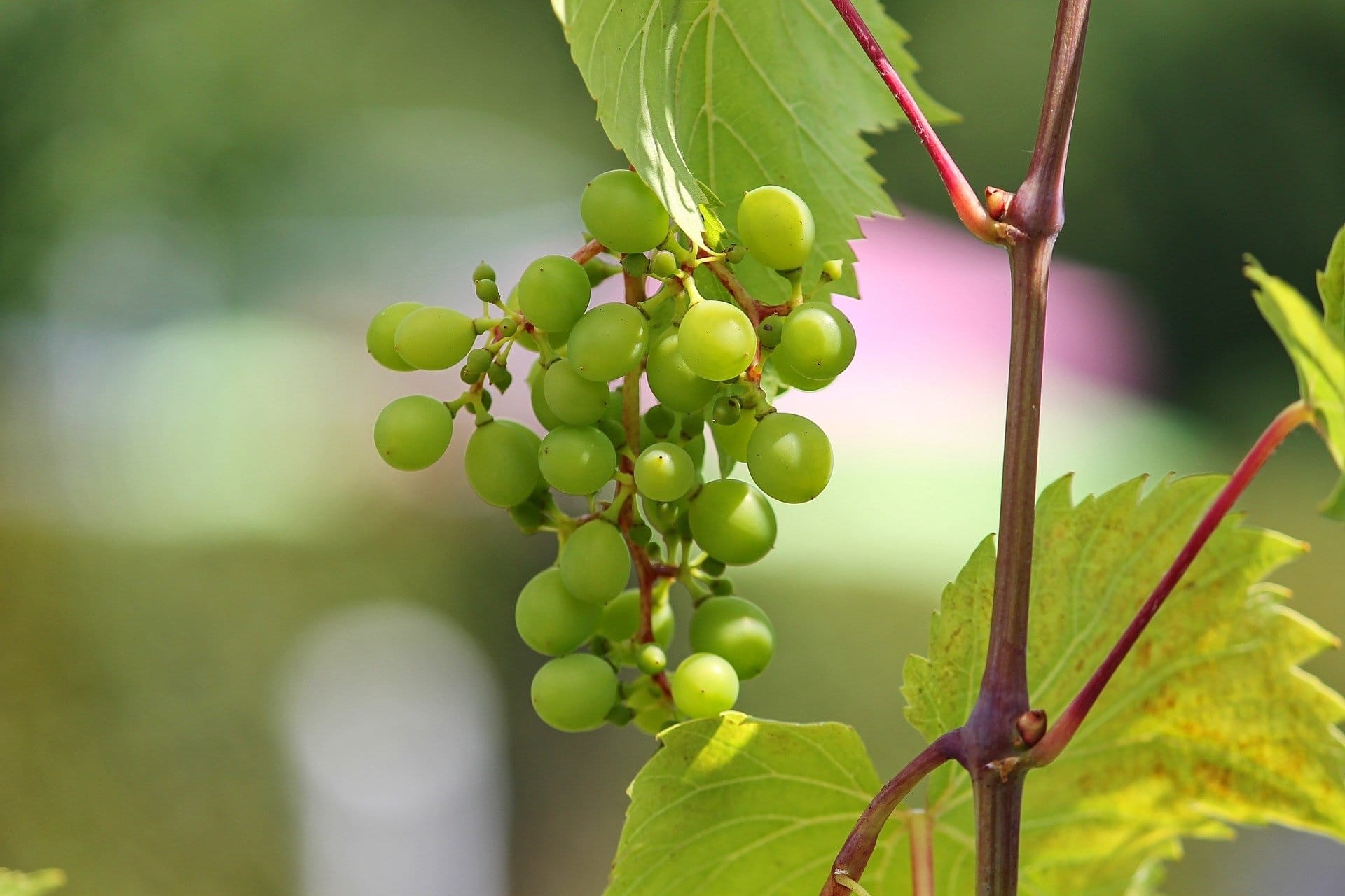 Weinbeeren Rebe zur Gewinnung von grünem Weinbeeren Extrakt