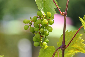 Weinbeeren Grün Extrakt 100% (Vitis vinifera) - von ESSENCE - PUR | naturrein & hochwertig