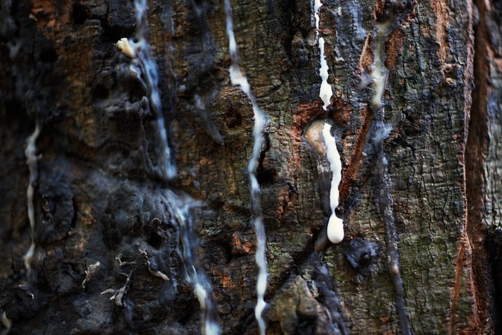 Baum mit eingeritzter Rinde zur Gewinnung von Linaloeholzöl (Bursera delpechiana) aus Indien – Ätherisches Öl