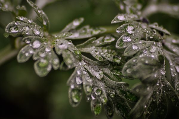 Wermutkraut zur Gewinnung von ätherischem  Wermut Öl (Artemisia absinthium) aus den USA