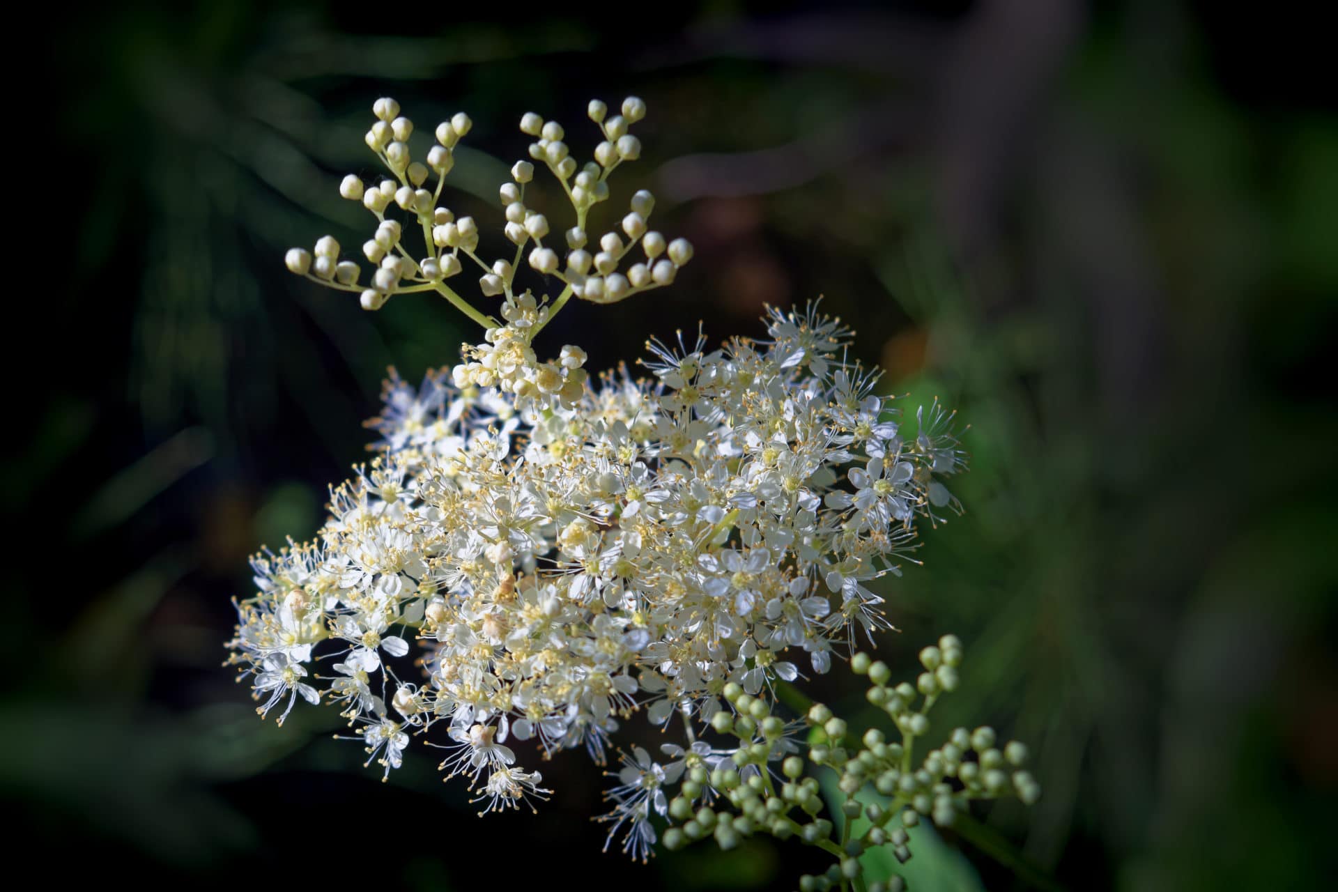 Filipendula ulmaria zur Gewinnung von ätherischem Wiesenkönigin Öl bio (Mädesüss Öl bio) 