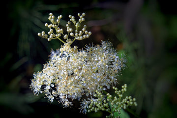 Wiesenkönigin bio - Mädesüß ätherisches Öl - von ESSENCE - PUR | naturrein & hochwertig