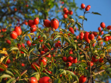 Wildrosen Öl bio (Hagebuttenöl) nativ – kaltgepresst aus Chile - von ESSENCE - PUR | naturrein & hochwertig