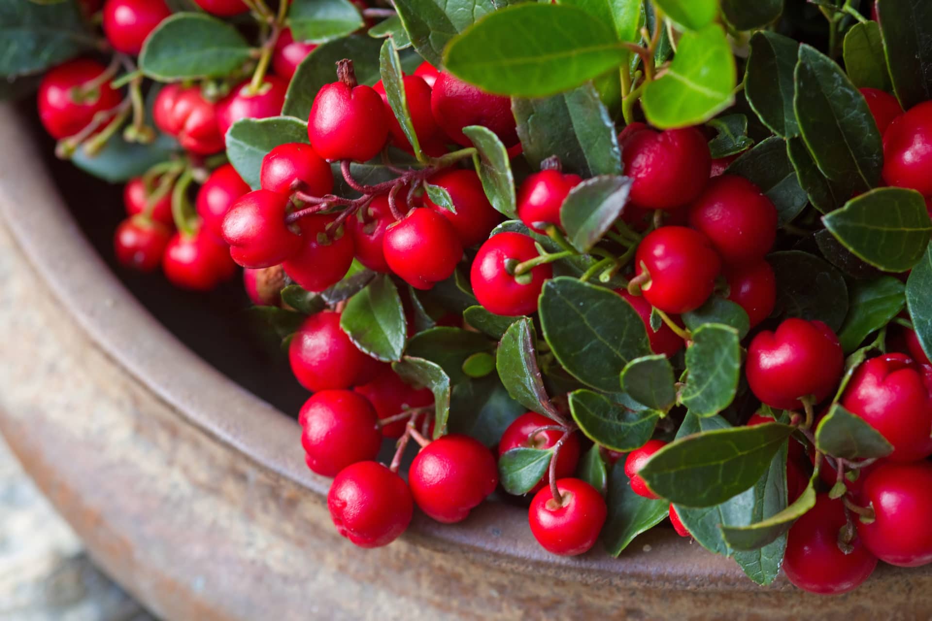 Wintergreen with berrys zur Gewinnung von Wintergrün bio (Gaultheria fragrantissima)