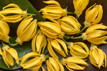 Ylang - Ylang Öl extra bio – (Cananga odorata) aus Madagaskar - von ESSENCE - PUR | naturrein & hochwertig